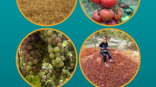 Agricultural value chain study in Iraq Dates, grapes, tomatoes and wheat